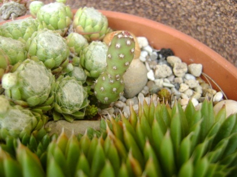 Opuntia sp. - Suculente 2019