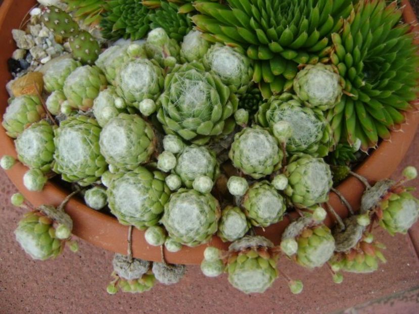 Sempervivum arachnoideum - Suculente 2019