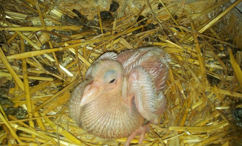 PERECHEA  6        M  . - 04 PUI TEXANI 2019