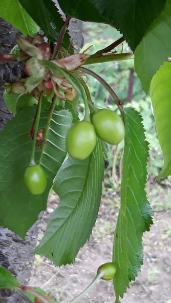  - Primavara 2019-2022