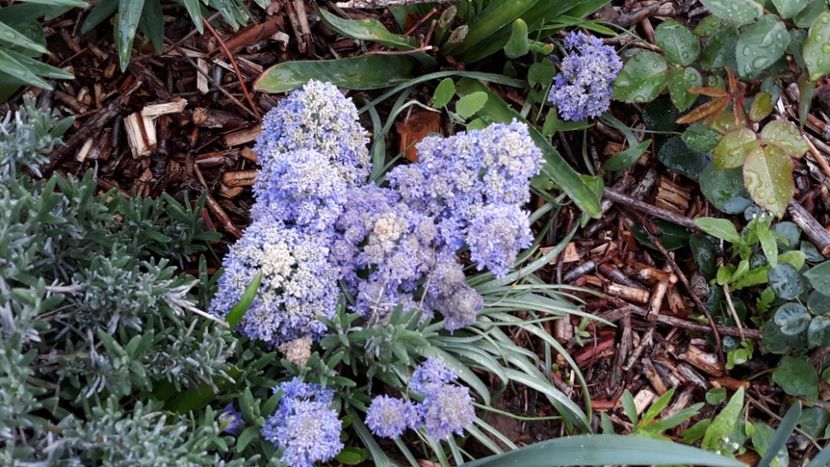  - Primavara 2019-2022