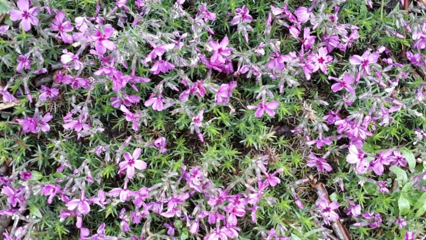  - Primavara 2019-2022