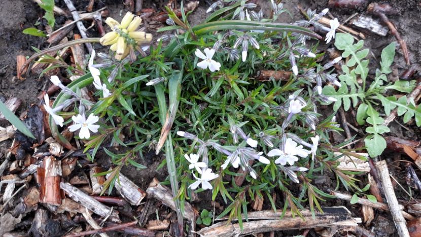  - Primavara 2019-2022