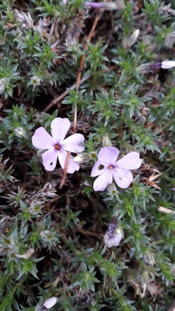  - Primavara 2019-2022