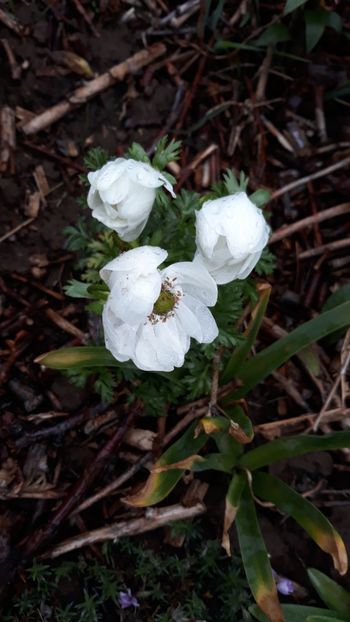  - Primavara 2019-2022