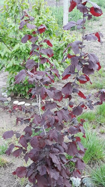  - Primavara 2019-2022