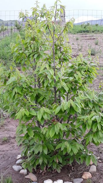  - Primavara 2019-2022