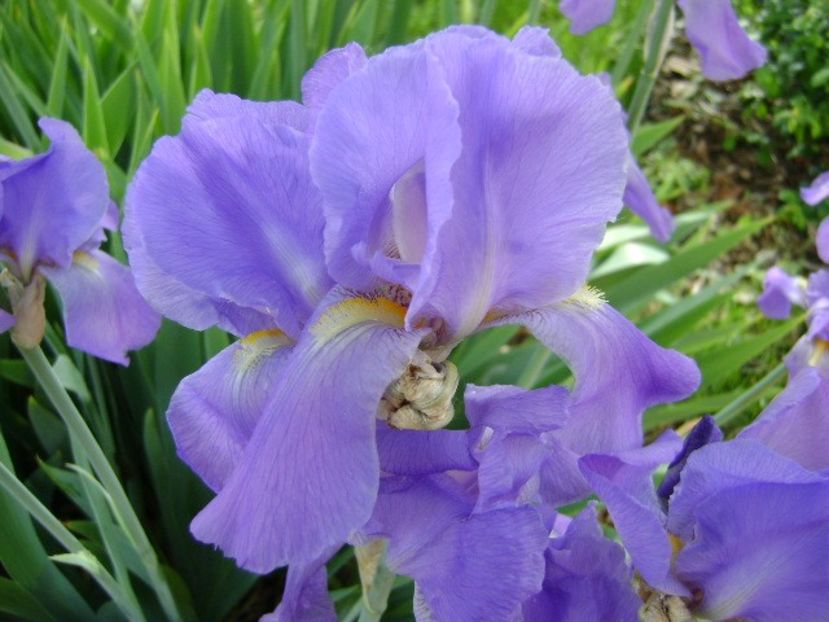 Iris - Primavara 2019