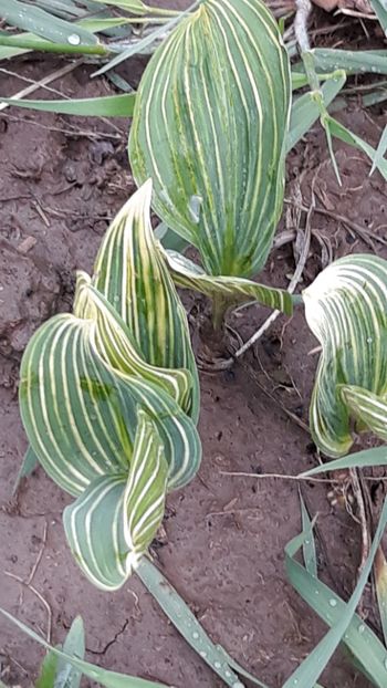  - Primavara 2019-2022