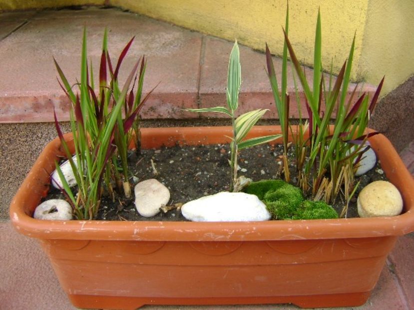 Bambus pitic variegat & Imperata cylindrica Red Baron (Iarba decorativa) - Primavara 2019