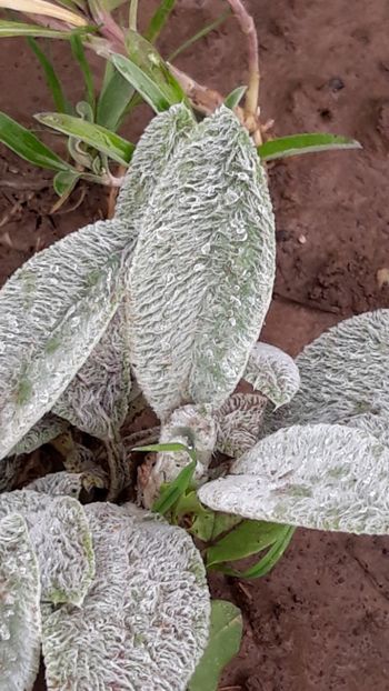  - Primavara 2019-2022