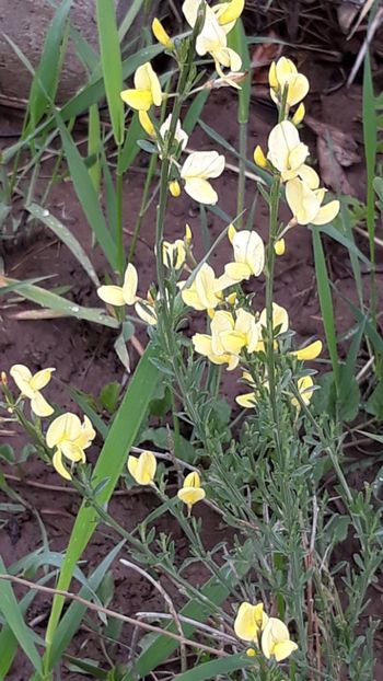  - Primavara 2019-2022