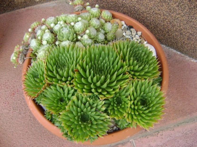 Orostachys spinosa & Sempervivum arachnoideum - Primavara 2019