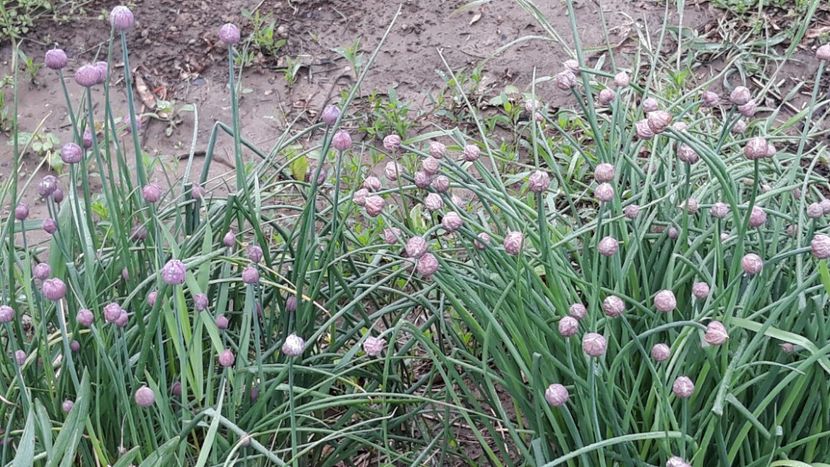  - Primavara 2019-2022