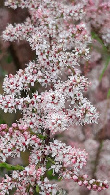  - Primavara 2019-2022