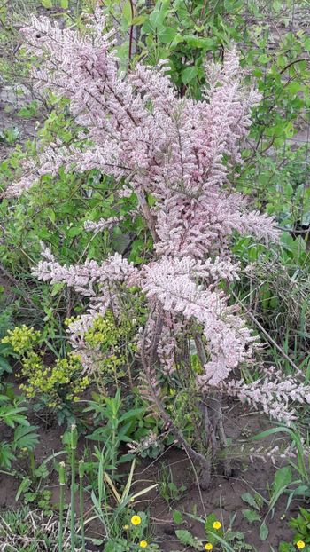  - Primavara 2019-2022