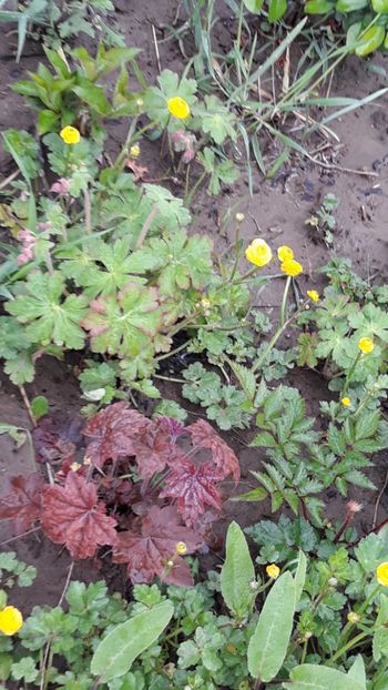  - Primavara 2019-2022