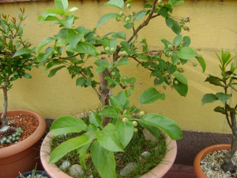 Mar decorativ - Bonsai si prebonsai 2018-2020