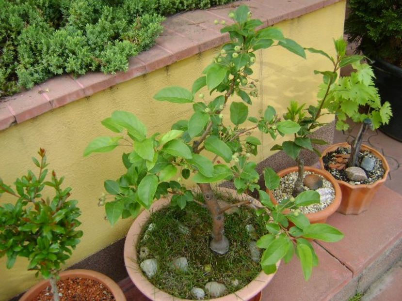 Mar decorativ - Bonsai si prebonsai 2018-2020