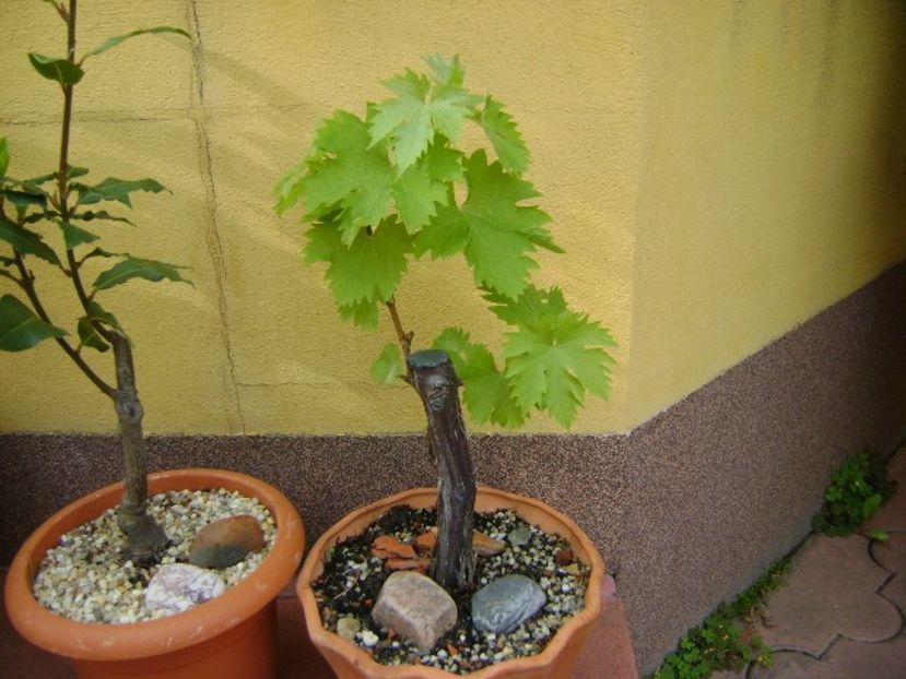 Vita de vie - Bonsai si prebonsai 2018-2020