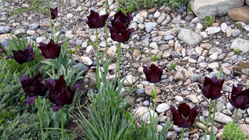  - Primavara 2019-2022