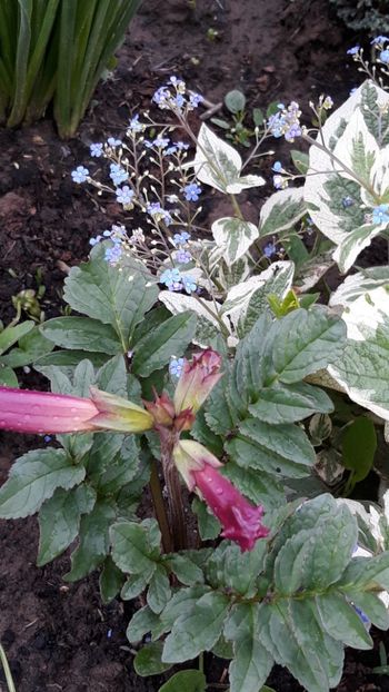  - Primavara 2019-2022