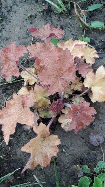  - Primavara 2019-2022