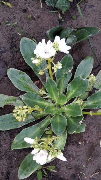  - Primavara 2019-2022