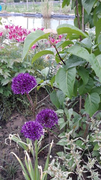  - Primavara 2019-2022