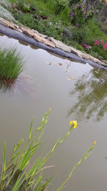  - Mini-iaz sau pur si simplu balta noastra