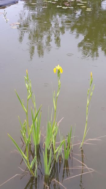  - Mini-iaz sau pur si simplu balta noastra