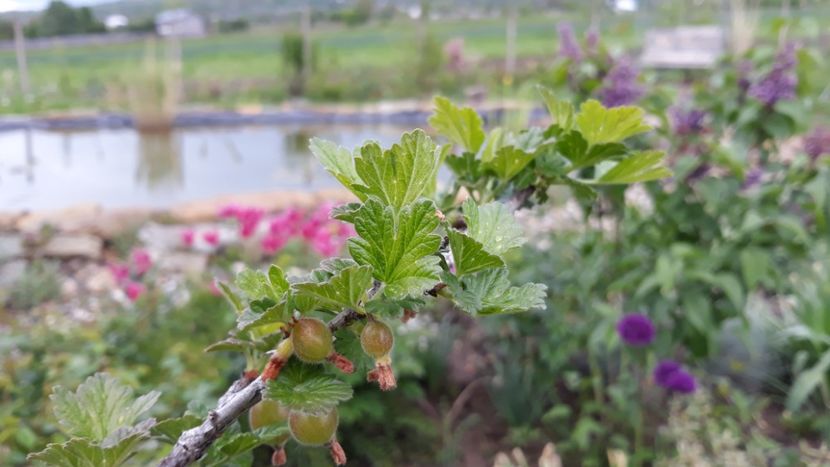  - Mini-iaz sau pur si simplu balta noastra