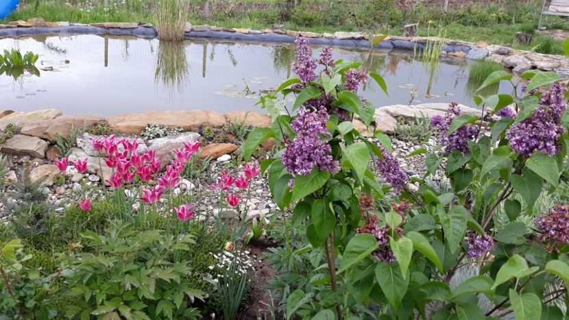  - Mini-iaz sau pur si simplu balta noastra