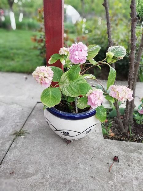 2019-11.05( Taube) - Hortensii