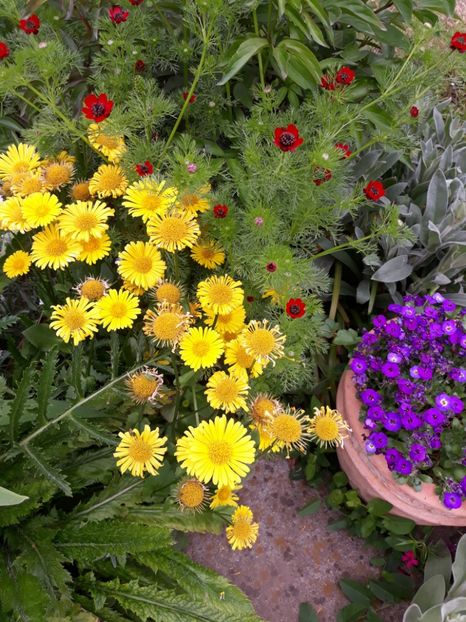  - Flori de grădină-2019