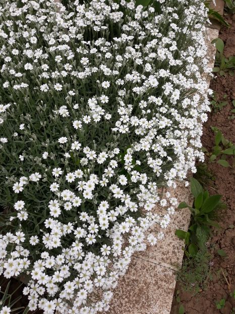  - Flori de grădină-2019
