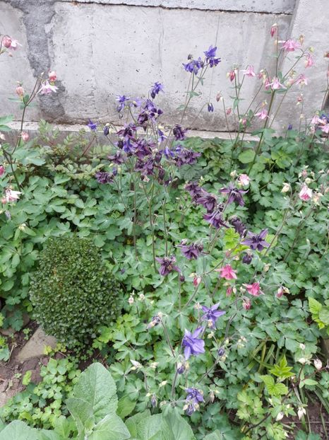  - Flori de grădină-2019