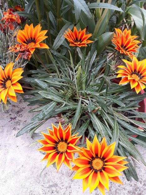  - Flori de grădină-2019