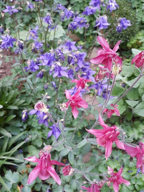  - Flori de grădină-2019