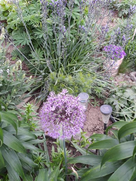  - Flori de grădină-2019