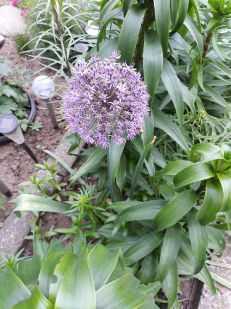  - Flori de grădină-2019