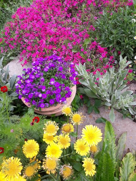  - Flori de grădină-2019