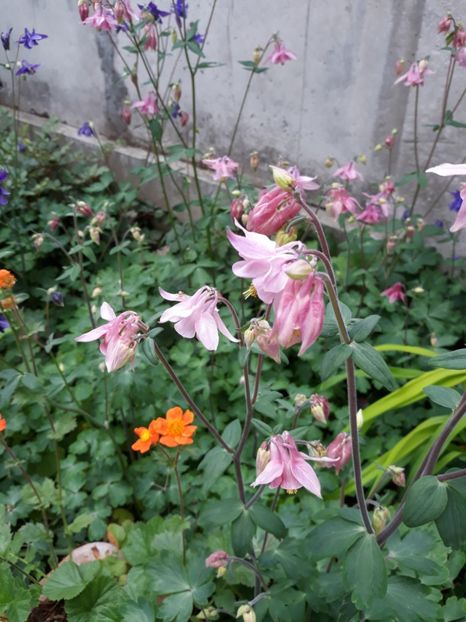  - Flori de grădină-2019