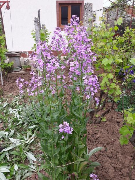  - Flori de grădină-2019