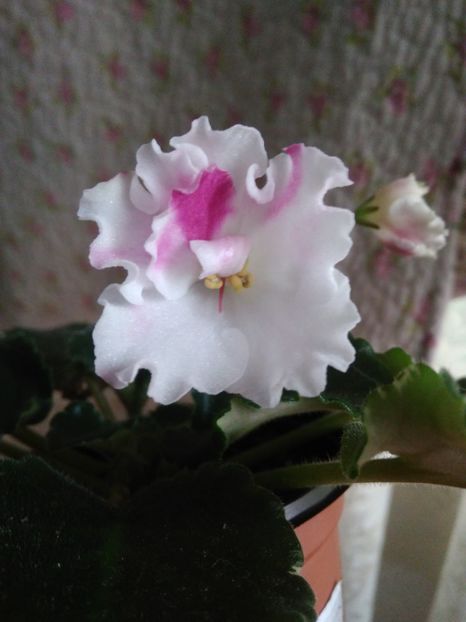 11 mai 2019 - RS Kolokolnyj Zvon