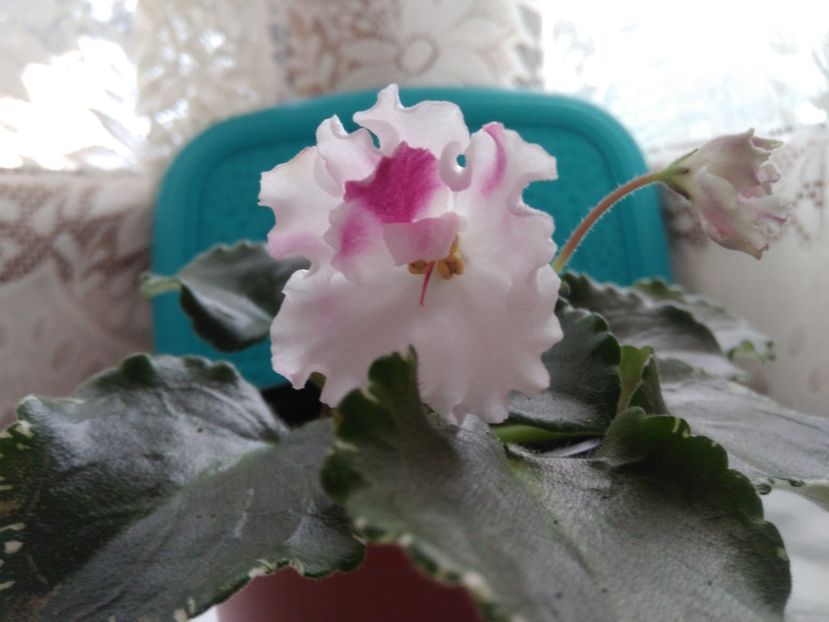 11 mai 2019 - RS Kolokolnyj Zvon