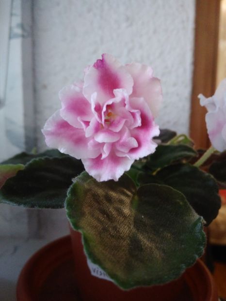 11 mai 2019 - Moroznaia Vishnia