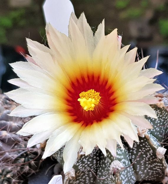  - Cactusi si suculente