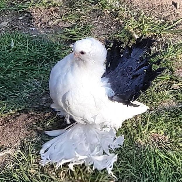  - Omsk si Nordcaucazieni 2019