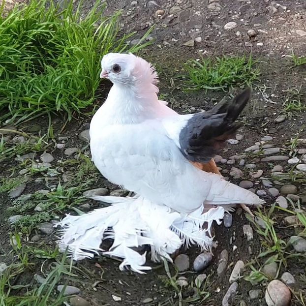  - Omsk si Nordcaucazieni 2019